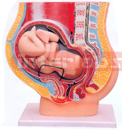 HUMAN PREGNANT UTERUS